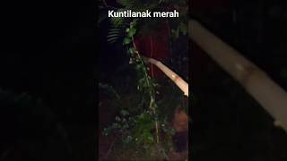 bar barin kuntilanak merah hantu viral [upl. by Nitsa]