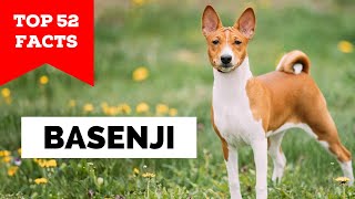 99 of Basenji Owners Dont Know This [upl. by Anrim]