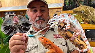 Fun Animals At The Reptile Zoo and More [upl. by Nahs]