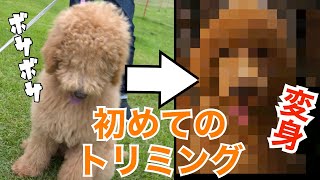 【スタンダードプードル子犬】初めてのトリミングに行ったら別犬になって戻ってきた❗️ [upl. by Idolah]