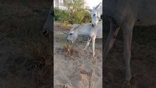 Donkey ytshorts ghadha shortsfeed viarlvideo [upl. by Klepac]