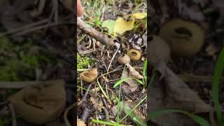 Common Puffball  Beautiful Mushrooms [upl. by Hsirt42]