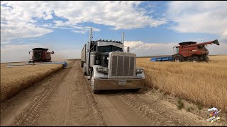 The Best Wheat Harvest Video on YouTube [upl. by Yvonne332]