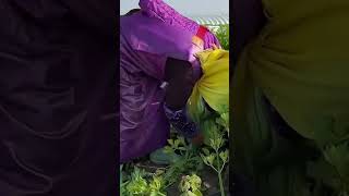 Daun celery shortsvideo sayuran gardening viralshort celery [upl. by Idelle]