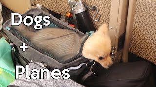 The Pup has a rough airplane ride [upl. by Berty910]