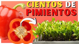 Cómo SEMBRAR PIMIENTO en CASA 🌱 2 Métodos ✅ [upl. by Gabby]