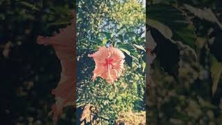 Sorgame indalum💖 naturalbeauty travelvlog youtubeshorts nostalgia tamilsong palakkad flower [upl. by Feldman]