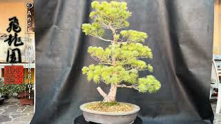 Pinus pentaphylla 24236 [upl. by Lyssa692]