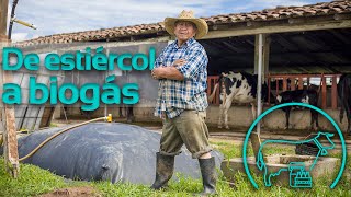 Cómo Utilizar Abono de Calidad con Estiércol de Vaca ✔️ [upl. by Fitts]