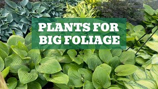 Stunning Foliage to Elevate Your Garden The Top Plant Picks Revealed [upl. by Gertrude]