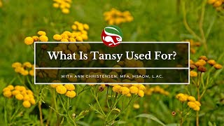 What Is Tansy Used For [upl. by Manya382]