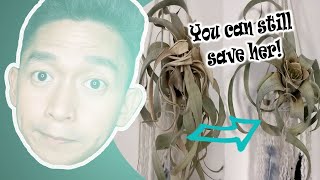 How to revive an air plant  I tried to save a Tillandsia Xerographica [upl. by Savior]