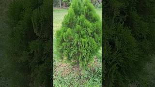 Thuja occidentalis also known as northern whitecedar or arborvitae is an evergreen coniferous tree [upl. by Madelle]