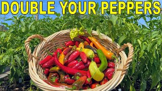 This Pepper Fertilizing Technique Will DOUBLE Your Pepper Harvest [upl. by Tomkins]