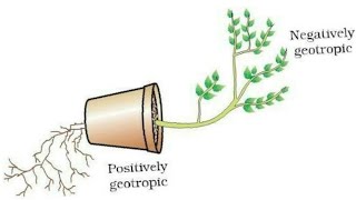 how to draw geotropism diagram [upl. by Eirrod98]