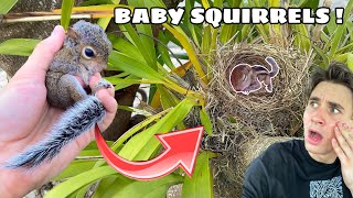 REUNITING LOST BABY SQUIRREL WITH HIS FAMILY [upl. by Cristiona]