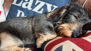 Dachshund Teddys funny ways of sleeping 💤 TeddyTheDachshund [upl. by Eeldarb]