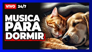 🔴TV Para Perros y Gatos Música Relajante y Sonidos Calmantes Para La Ansiedad De Separación [upl. by Bathsheeb]