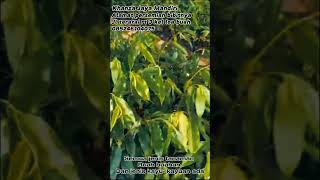 tree and plant seeds in east Kalimantan [upl. by Repsac]