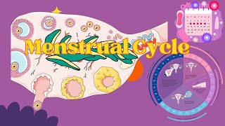 Demystifying the Menstrual Cycle Phases and Importance in Human Biology  NEET 2024  CBSE [upl. by Gaddi]