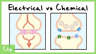 Electrical vs Chemical Synapse Explained Gap Junctions  Clip [upl. by Boru534]