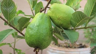 Growing Guava in a Container Terrace Garden [upl. by Assed168]