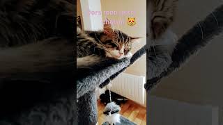 vlog Dors mon petit chaton 😻 [upl. by Ymmat]