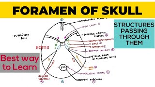 Foramen of Skull  Structures passing through them  Neuroanatomy [upl. by Urien911]