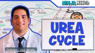 Metabolism  Urea Cycle [upl. by Orian]