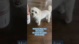 MALTIPOO DOGSmaltipoo maltipooshorts maltipoopuppy maltipoovlog [upl. by Mortensen]