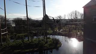 Gibbons at Twycross zoo [upl. by Haleigh]