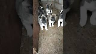 AMERICAN AKITA PUPPIES BARKING [upl. by Genvieve]