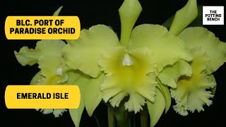 Blc Port of Paradise Orchid  Emerald Isle  Cattleya Hybrid Orchid [upl. by Cummins234]