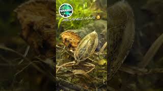 Dernière video  PUNAISE DEAU GÉANTE 😲 terrario animals pets vivarium bug aquarium insect [upl. by Anirahc]