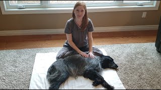 How to Give Your Dog a Relaxation Massage [upl. by Ettenoj]