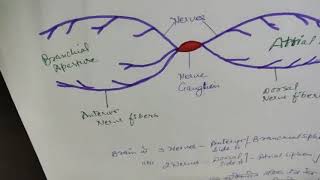 Neural Complex in Herdmania [upl. by Ateiluj]