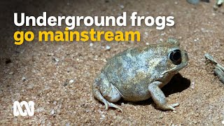 Cute desert frogs emerge in the desert after big rains  ABC Australia [upl. by Notgnillew]