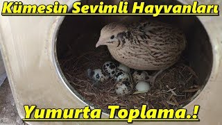 Bıldırcın Yumurtası ToplamaKümesin En Tatlı Canlıları TekirdağSüleymanpaşabıldırcın [upl. by Ramu483]