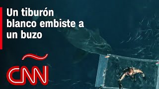 El impresionante video del contacto de un buzo con un tiburón blanco [upl. by Enicul]