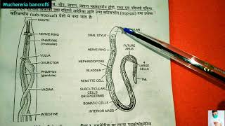 Wuchereria bancrofti life cycle in hindi  BSc 3rd year Zoology [upl. by Katharina524]