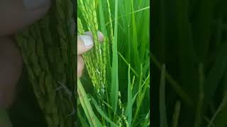 Brown spots of Rice Helminthosporium oryzae Causes Symptoms and Control Measures [upl. by Bigg]