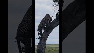 Leopard With A Kill… 4k bigcat shortvideo [upl. by Aelegna7]