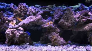 Soothing and Colorful Saltwater Aquarium Fishtank Video [upl. by Animsay]