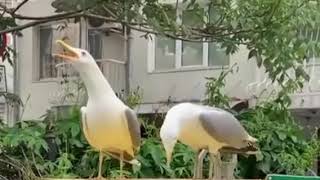 two seagulls laughing [upl. by Yt766]