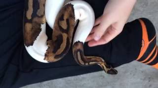 Ball Python Morphs Piebald [upl. by Boyer]