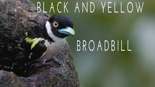 BlackandYellow Broadbill  Bird of RDC Sandakan  Cam Nature [upl. by Farant946]