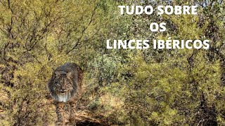 TUDO SOBRE O LINCE IBÉRICO [upl. by Alegna624]