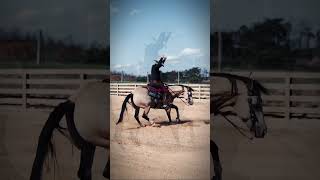 Reining Horse Velocity Edit horse shorts reining reininghorse nrha equestrian fyp edit [upl. by Eiryt]