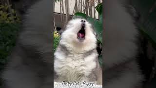 Baby Cute Alaskan Malamute Puppies P21 dog shorts viralvideo cuteanimals babypuppy pets [upl. by Aslehc]