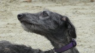 River  Deerhound Puppy  4 Weeks Residential Dog Training [upl. by Nerin]